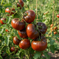 Tomato, Black Brandywine