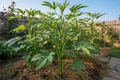 Okra, Clemson Spineless