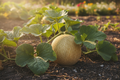 Delicious 51 Muskmelon
