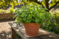Lemon balm herb growing in a clean intact container pot