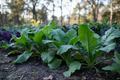 Lush Seven Top Turnip Greens growing in a home garden with rich soil and natural sunlight