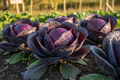 Dense deep purple-red cabbage heads growing in rich garden soil in natural sunlight