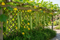 Luffa Gourd on trellis in garden
