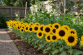 Short Stuff Sunflower